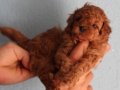 Red Brown Toy Poodle Yavrular Yeni Yuvalarını Bekliyor