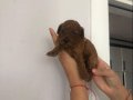 Red Brown Toy Poodle Yavrular Yeni Yuvalarını Bekliyor