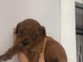 Red Brown Toy Poodle Yavrular Yeni Yuvalarını Bekliyor