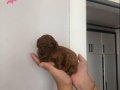 Red Brown Toy Poodle Yavrular Yeni Yuvalarını Bekliyor