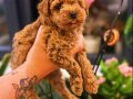 Toy Poodle yavrular Yeni Yuvalarını Bekliyor