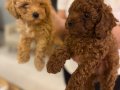 Toy Poodle yavrular Yeni Yuvalarını Bekliyor