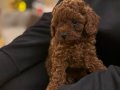 Toy Poodle yavrular Yeni Yuvalarını Bekliyor