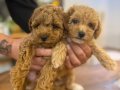 Toy Poodle yavrular Yeni Yuvalarını Bekliyor