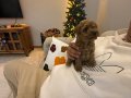 Toy Poodle yavrular Yeni Yuvalarını Bekliyor