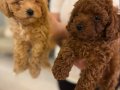 Red Brown Toy Poddle Yavrular Yeni Yuvalarını Bekliyor