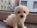 COK UYGUNA Sevimli maltipoo yavrum!! Eşyaları ile birlikte