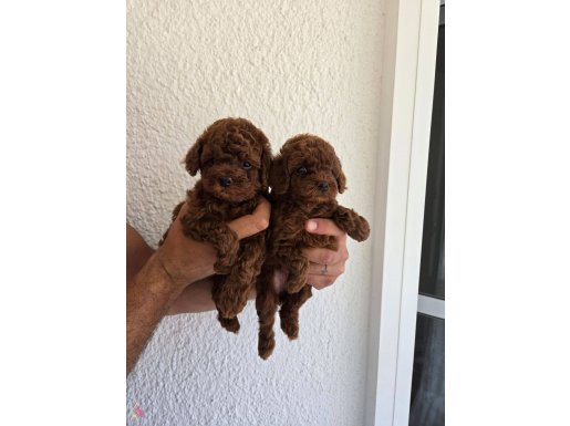 Kore kızımın bebekleri RED BROWN POODLE