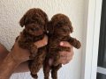 Kore kızımın bebekleri RED BROWN POODLE