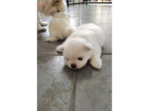 2 dişi 1 erkek Dünya Tatlısı pomerian 