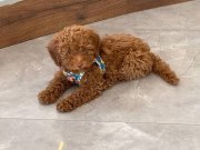 Bizi aramadan sakın bir poodle tercih etmeyin!!!