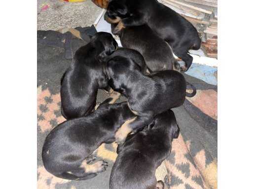 Doberman yavrusu