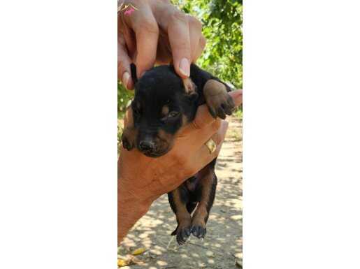 Doberman Yavrusu