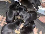 Doberman yavrusu