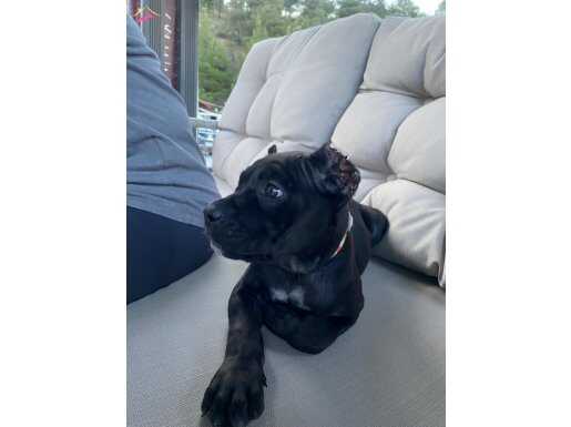 2 aylık dişi cane corso yavrusu