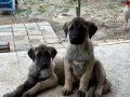 Saf kan erkek ve dişi 