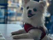 10 Aylık Dişi Spitz Pomeranian Boo Beyaz Evcil