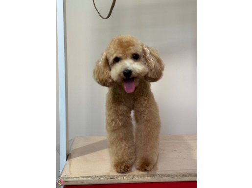 3 kilo 28 cm toy poodle