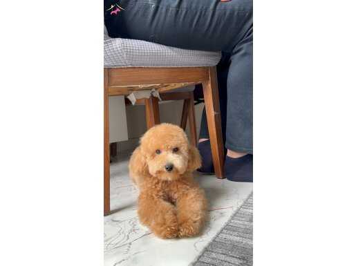 3,5 kilo 28 cm toy poddle 