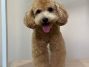 3 kilo 28 cm toy poodle