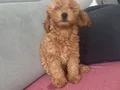 Anne ticup maltipoo baba toy poodle muhteşem yavru