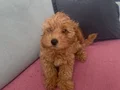 Anne ticup maltipoo baba toy poodle muhteşem yavru