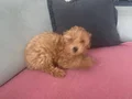 Anne ticup maltipoo baba toy poodle muhteşem yavru