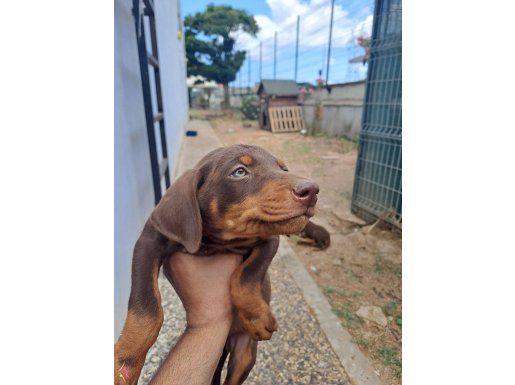 2 aylık doberman yaveular