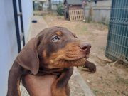 2 aylık doberman yaveular