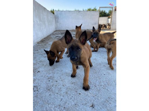 Doguştan koruyucu malinois yavrular