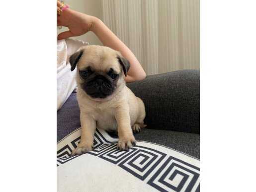 Son Kalite Pug Yavrularım