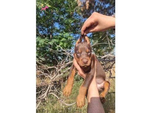 Atik Kingsize Garantili Doberman Yavrularım