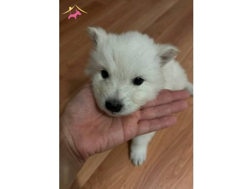 Kar Topu Samoyed Yavrularım