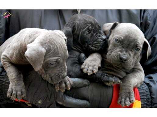 BLUE&SİYAH ASİL CANE CORSO BEBEKLERİM