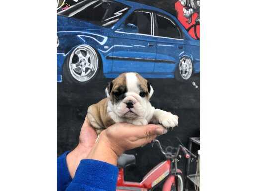 ÜST KALİTE SAFKAN İNGİLİZ BULLDOG BEBEKLERİM
