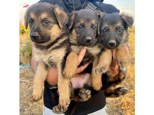 HARİKA ANATOMİ ALMAN ÇOBAN YAVRULARIM