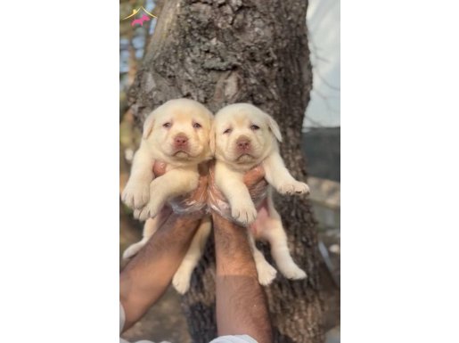 ÇİKOLATA&ŞAMPANYA LABRADOR YAVRULARIM