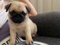 Son Kalite Pug Yavrularım