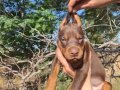 Atik Kingsize Garantili Doberman Yavrularım