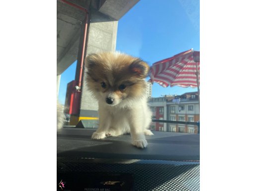 Cins Köpek Pomeranian Tilki Surat
