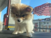 Cins Köpek Pomeranian Tilki Surat