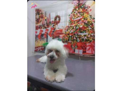 Orijinal maltese terrier 