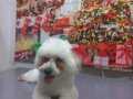 Orijinal maltese terrier 