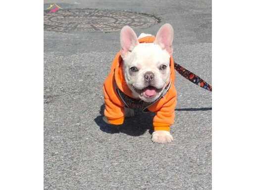 5 aylık French Buldog