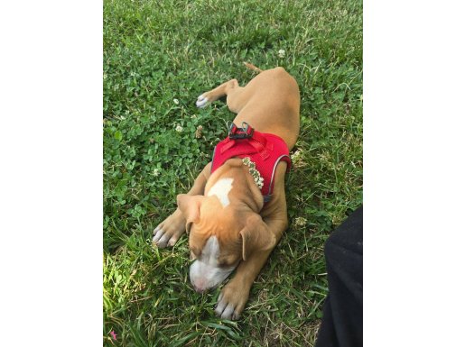 2.5Aylık Pitbull 