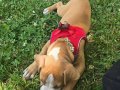 2.5Aylık Pitbull 