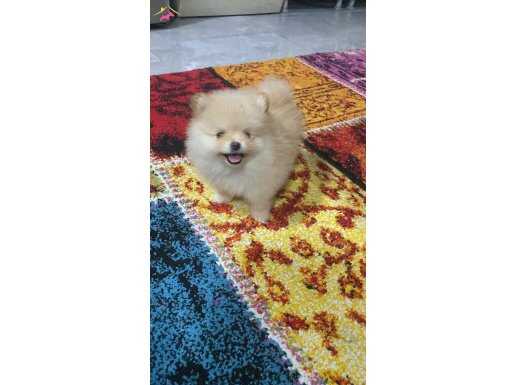 pomeranian bebekler 