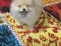 pomeranian bebekler 
