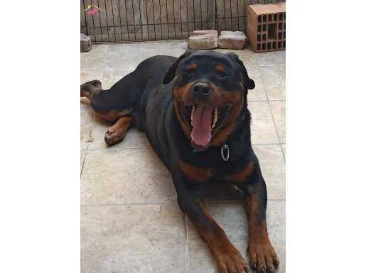 Rottweiler 4 yaşında çipli ve aşıları tam pasaportu vardır.
