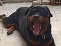 Rottweiler 4 yaşında çipli ve aşıları tam pasaportu vardır.